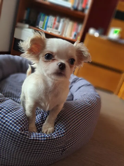 Chihuahua macho linhagem russa