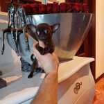 Chihuahua Superminiatura FEMEA CHOCOLATE  SLIDO com LOP e AFIXO