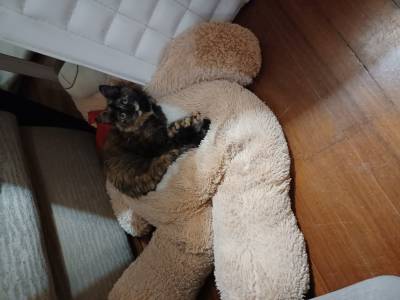 Gata perdida