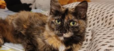 Gata perdida