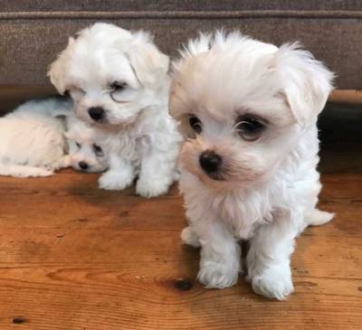Cachorros Bichon Malt�s com LOP