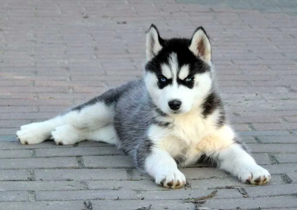 Husky disponvel