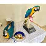 Excelentes papagaios Blue e Gold