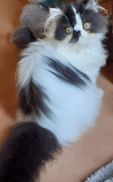 Venda Gatinha Persa Pura