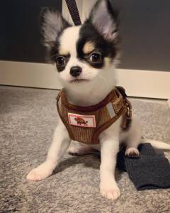 Chihuahua com LOP