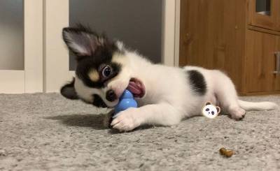 Chihuahua com LOP