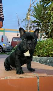Bulldog Francs Macho