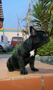 Bulldog Francs Macho