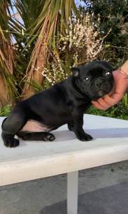 Bulldog Francs Macho