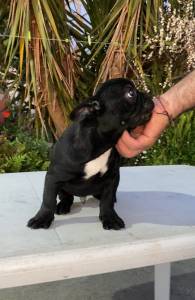 Bulldog Francs Macho