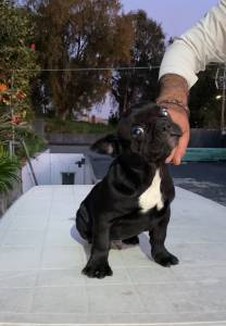 Bulldog Francs Macho