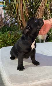 Bulldog Francs Macho