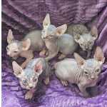 Lindos Filhotes de Gato Sphynx - Excelente Procedncia