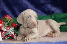 Muito meigos Weimaraner