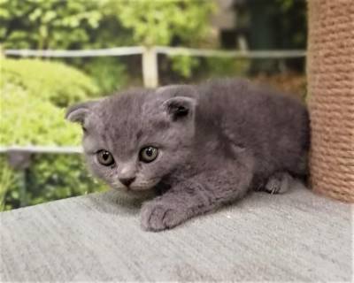 Gatinhos Scottish Fold