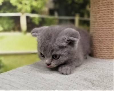 Gatinhos Scottish Fold