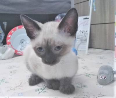 Gatinhos siameses disponveis