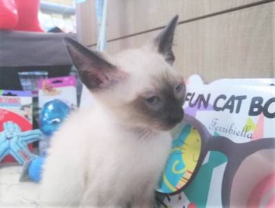 Gatinhos siameses disponveis