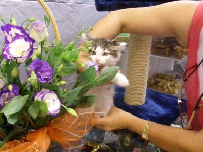 Gatinhos persas criada em ambiente familiar