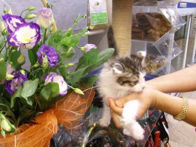Gatinhos persas criada em ambiente familiar