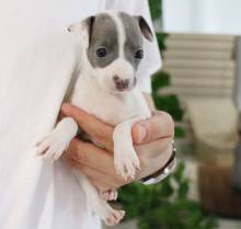 Machos e fmeas cachorros Galgo Italiano disponveis