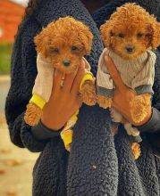 Cachorros Caniche Toy disponveis