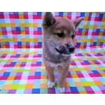 Cachorrinhos Shiba Inu