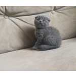 Scottish folds