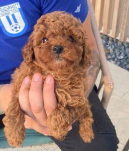 Ninhada cachorros Caniche Toy com lop e afixo
