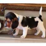 Beagle beb super simpatico