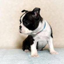 Lindos cachorrinhos Boston Terrier