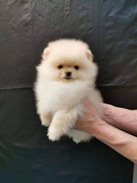 Spitz Ano e  ou Lulu da Pomernia BRANCO MARFIM  com LOP e AFIXO