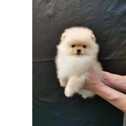 Spitz Ano e  ou Lulu da Pomernia BRANCO MARFIM  com LOP e AFIXO