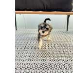 Schnauzer Miniatura com LOP e Afixo