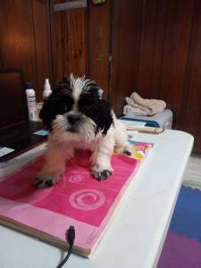 Shih Tzu