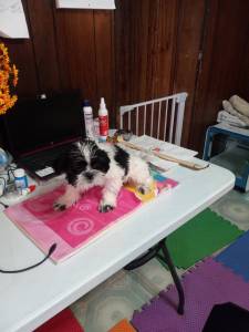 Shih Tzu