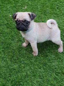 Cachorros Pug lop e com afixo