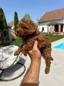 Excelente cachorros Caniche Toy