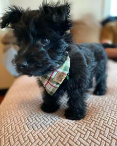 Scottish Terrier dispon�vel para entrega imediata