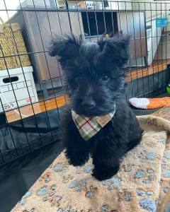 Scottish Terrier dispon�vel para entrega imediata