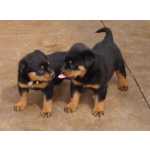 Maravilhosos cachorros Rottweiler