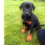 Cachorros Doberman disponivel