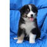 Filhotes de pastor australiano