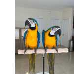 Araras araraunas documentos prontos a entregar