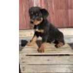 Lindos cachorrinhos Rottweiler