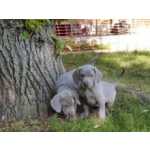 Cachorros Weimaraner disponivel