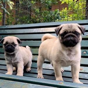 Cachorros Pug lop e com afixo