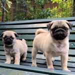 Cachorros Pug lop e com afixo