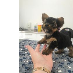 Yorkshire Terrier Mini 