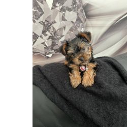 Yorkshire Terrier Mini 
